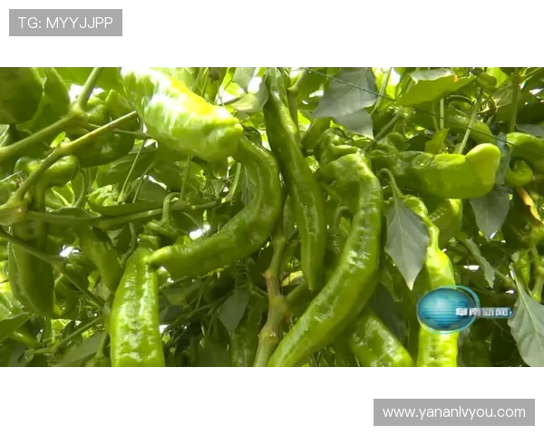 亚星官方正网平台全面升级优化提升服务品质打造更优用户体验环境